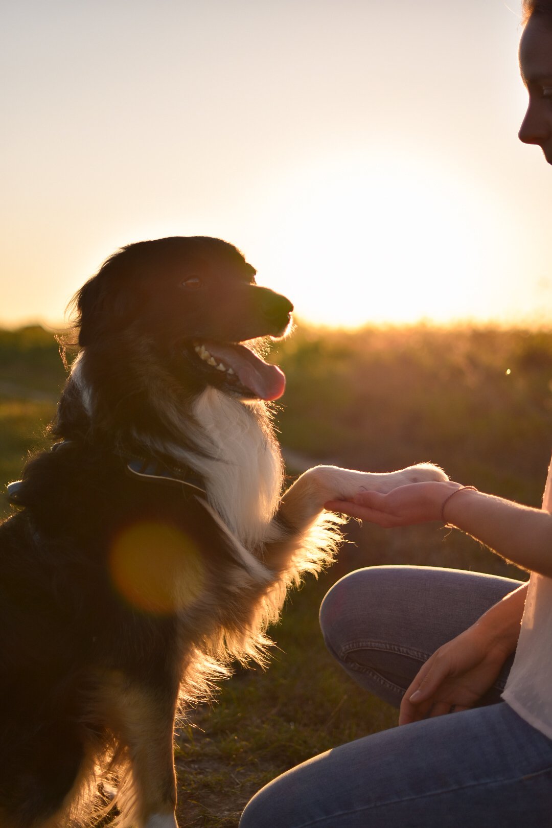 Séance de soin énergétique animalier pour chien au coucher du soleil par Anaïs Ruffier.