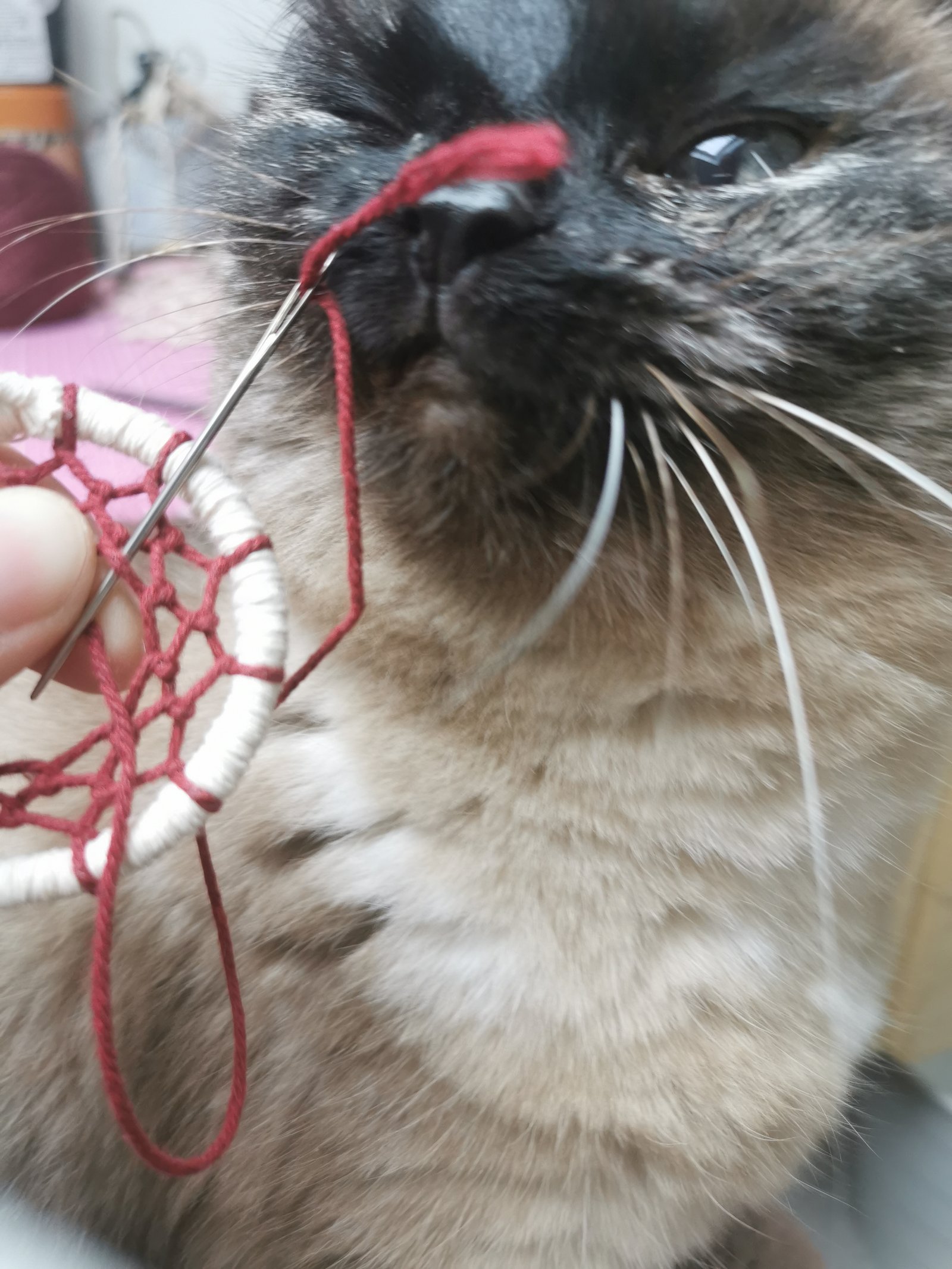 Détail du tissage d'un attrape-rêve Yudreami sous le regard de mon chat, par Anaïs Ruffier