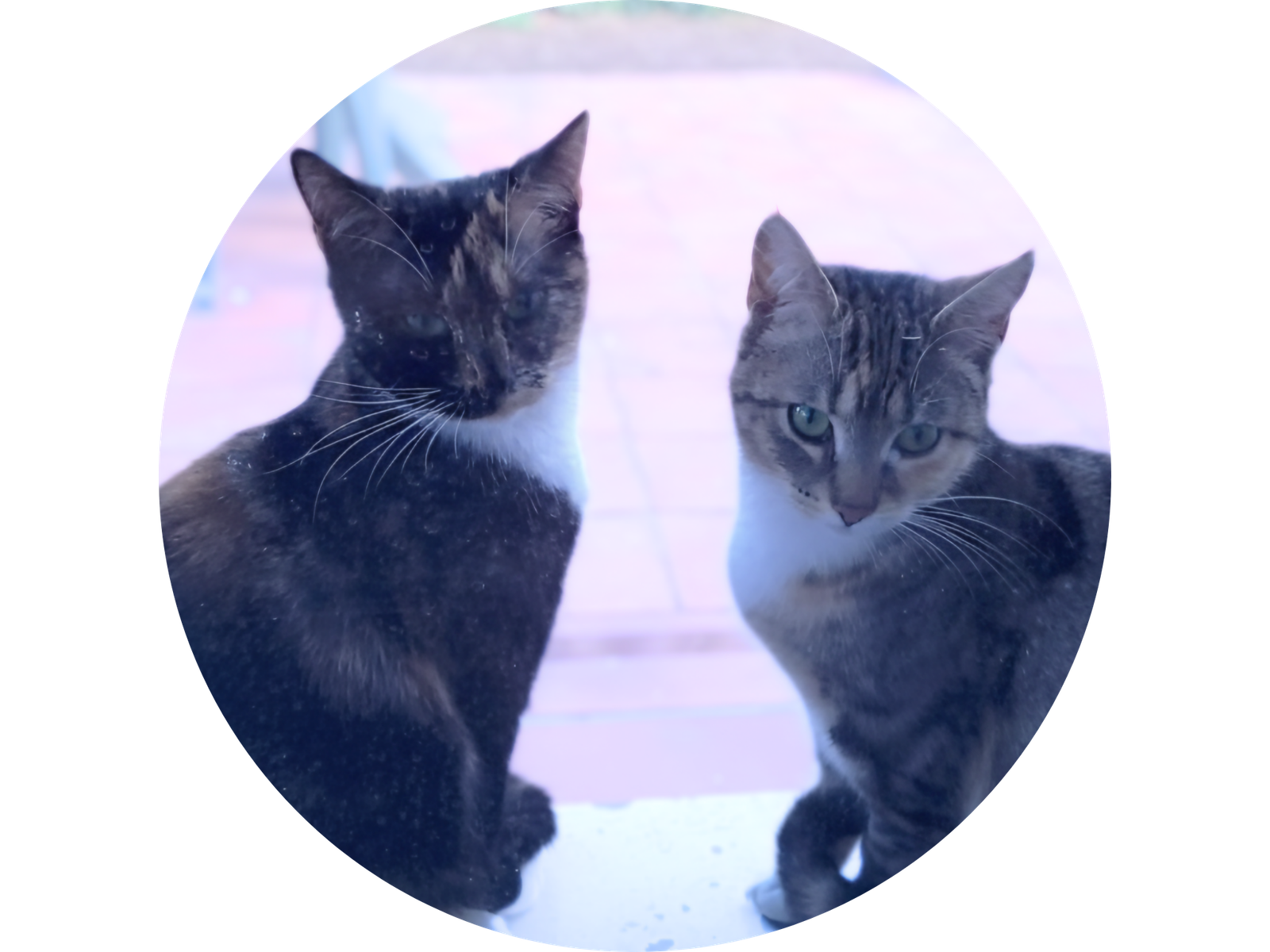 Jelly et Tigrette, les chats avec lesquelles Anaïs Ruffier a grandi.