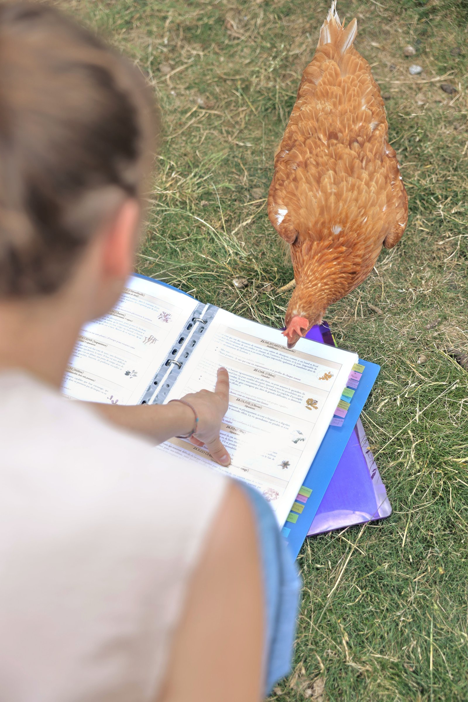 Soin énergétique pour poule rousse en extérieur