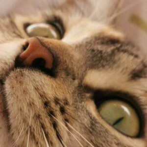 Soin énergétique pour animal à distance