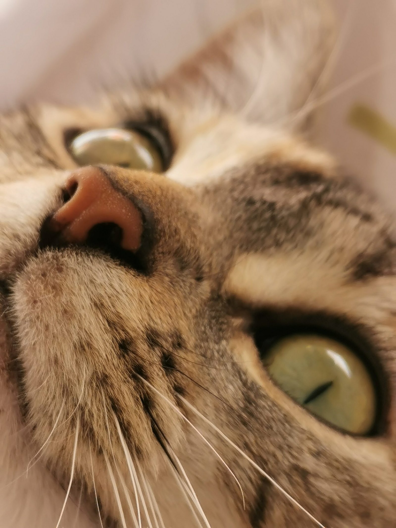 Soin énergétique pour animal à distance