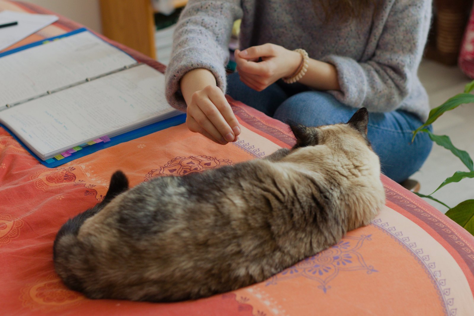 Séance de kinésiologie animale avec Anaïs Ruffier : rééquilibrage énergétique sur un chat.