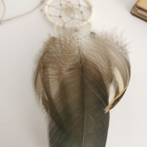 L’Irisé du Lac – Image 3