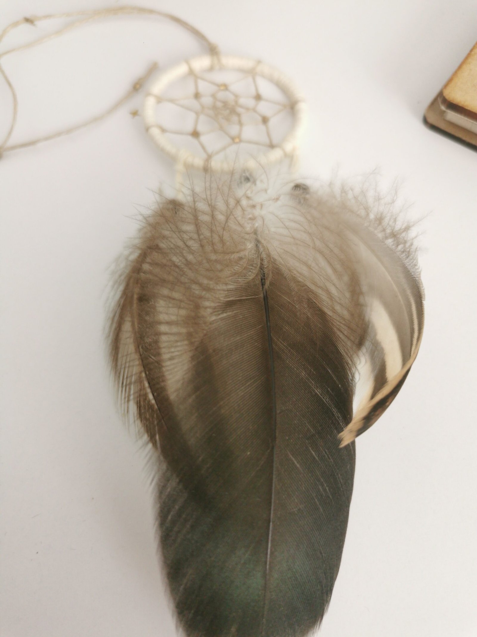 L’Irisé du Lac – Image 3